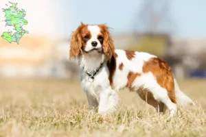 Read more about the article Cavalier King Charles Spaniel breeders and puppies in Sjælland