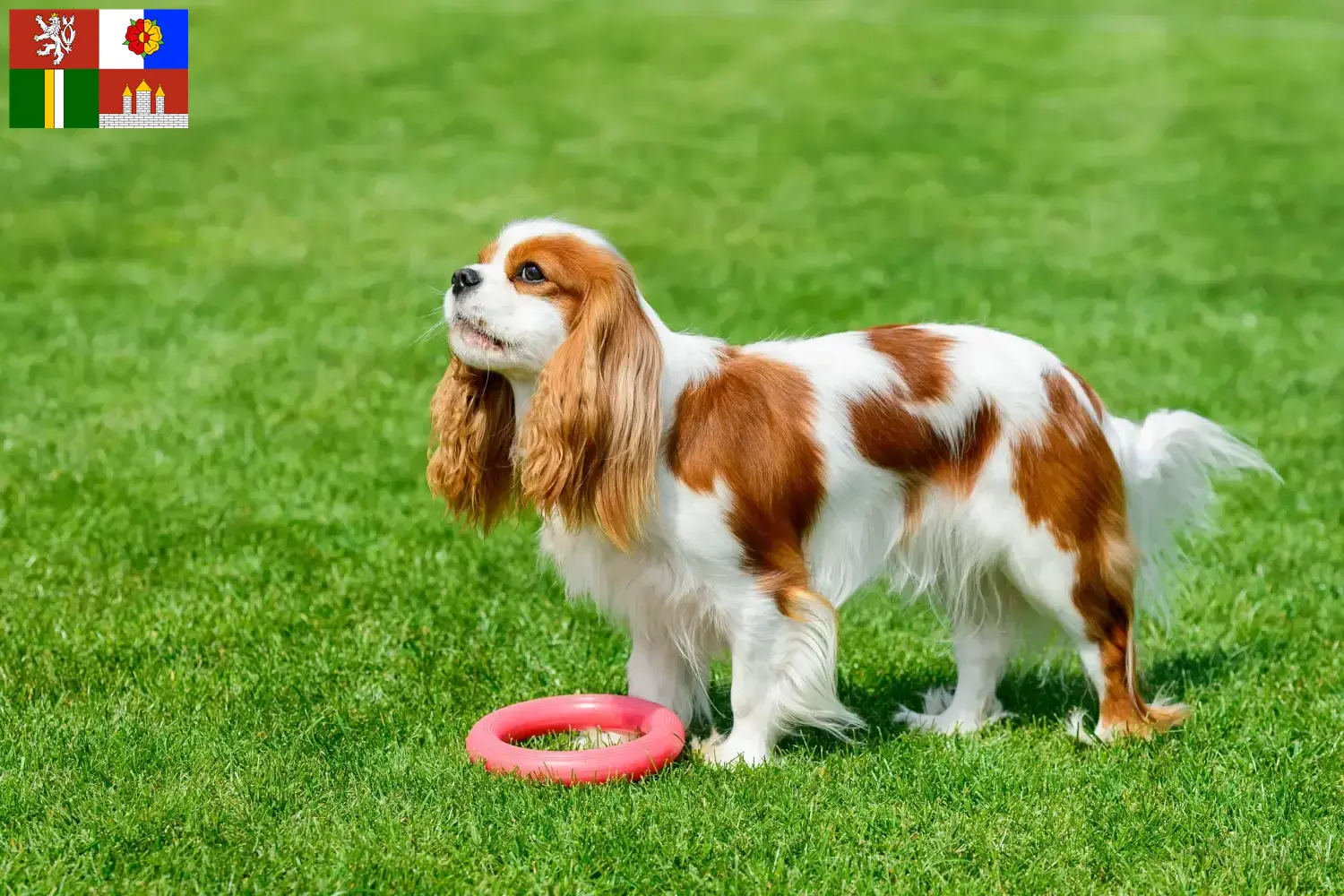Read more about the article Cavalier King Charles Spaniel breeders and puppies in South Bohemia