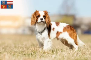 Read more about the article Cavalier King Charles Spaniel breeders and puppies in South Moravia