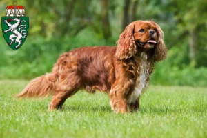Read more about the article Cavalier King Charles Spaniel breeders and puppies in Styria