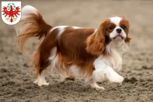 Read more about the article Cavalier King Charles Spaniel breeders and puppies in Tyrol