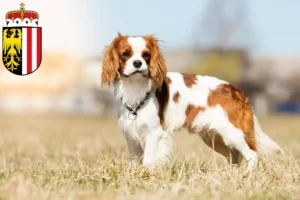 Read more about the article Cavalier King Charles Spaniel breeders and puppies in Upper Austria