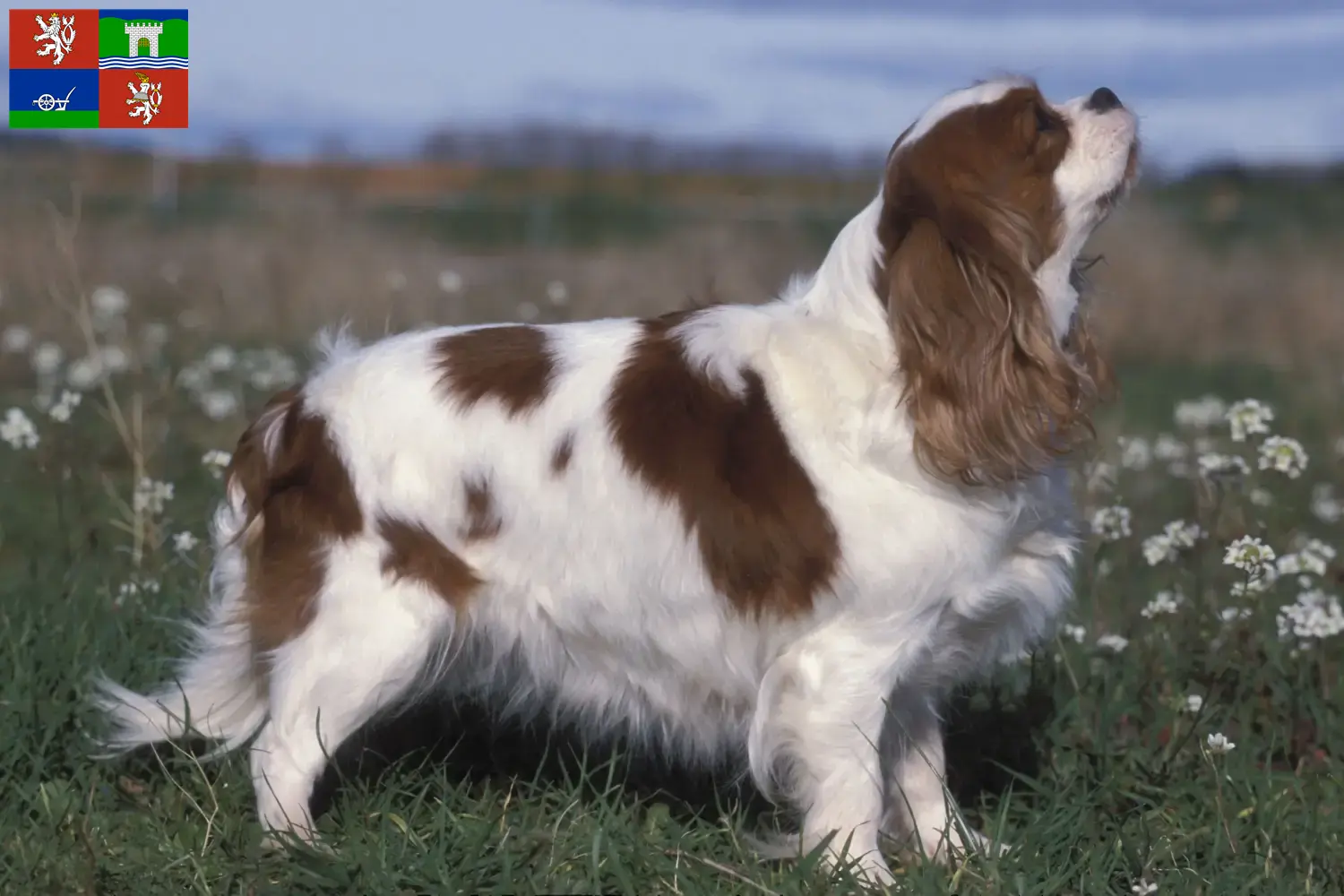 Read more about the article Cavalier King Charles Spaniel breeders and puppies in Ústí