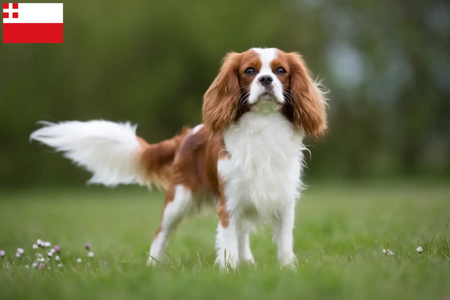 Read more about the article Cavalier King Charles Spaniel breeders and puppies in Utrecht