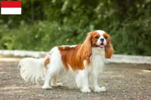 Read more about the article Cavalier King Charles Spaniel breeders and puppies in Vienna