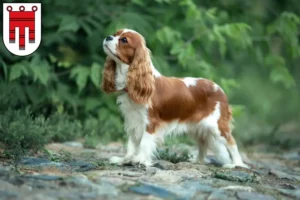 Read more about the article Cavalier King Charles Spaniel breeders and puppies in Vorarlberg