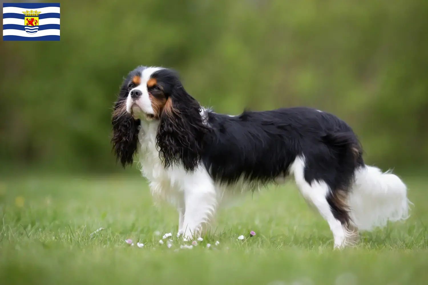 Read more about the article Cavalier King Charles Spaniel breeders and puppies in Zeeland