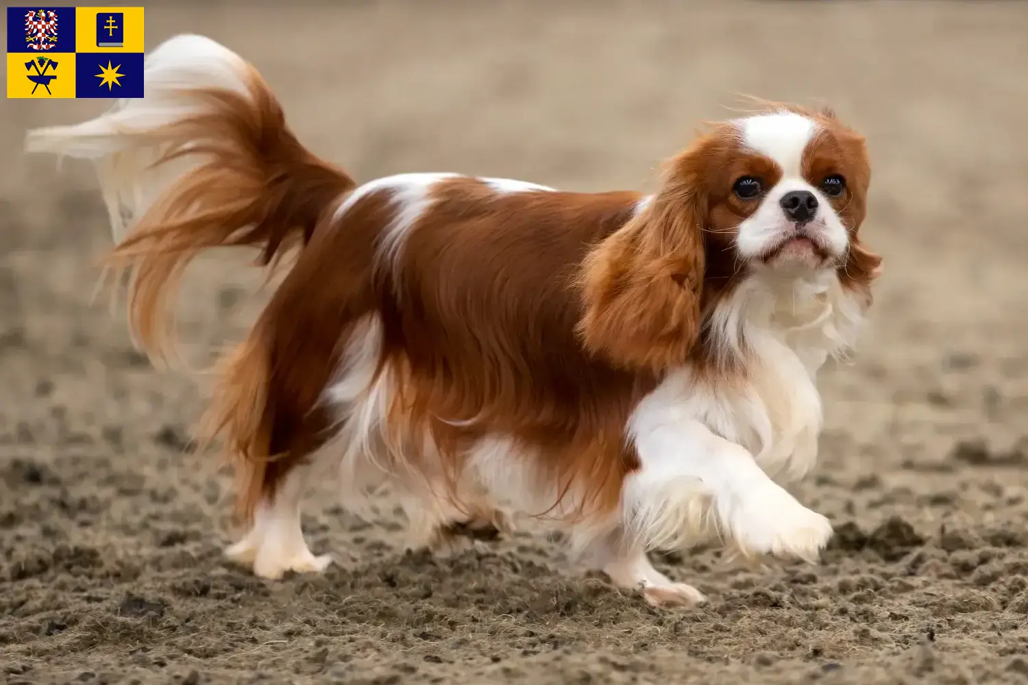 Read more about the article Cavalier King Charles Spaniel breeders and puppies in Zlín
