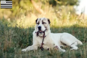 Read more about the article Central Asian Shepherd breeders and puppies in Brittany