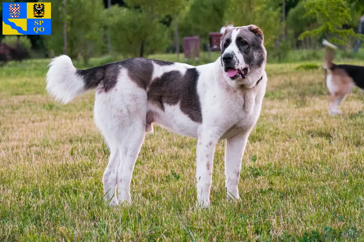 Read more about the article Central Asian Shepherd Dog breeder and puppies in Olomouc