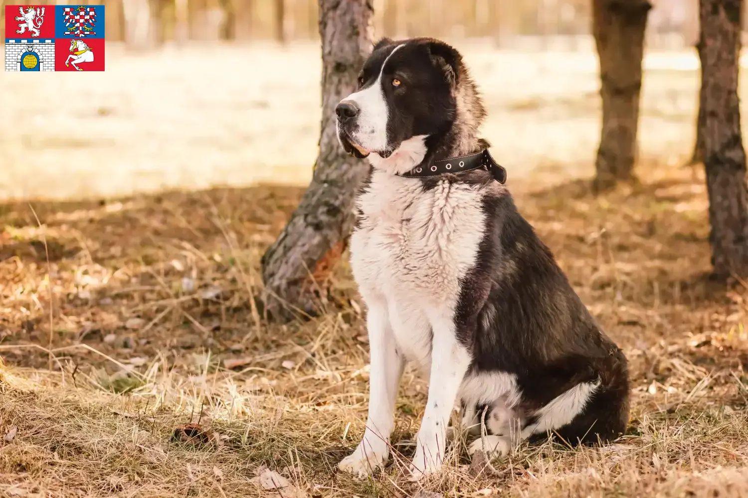 Read more about the article Central Asian Shepherd Dog breeder and puppies in Pardubice