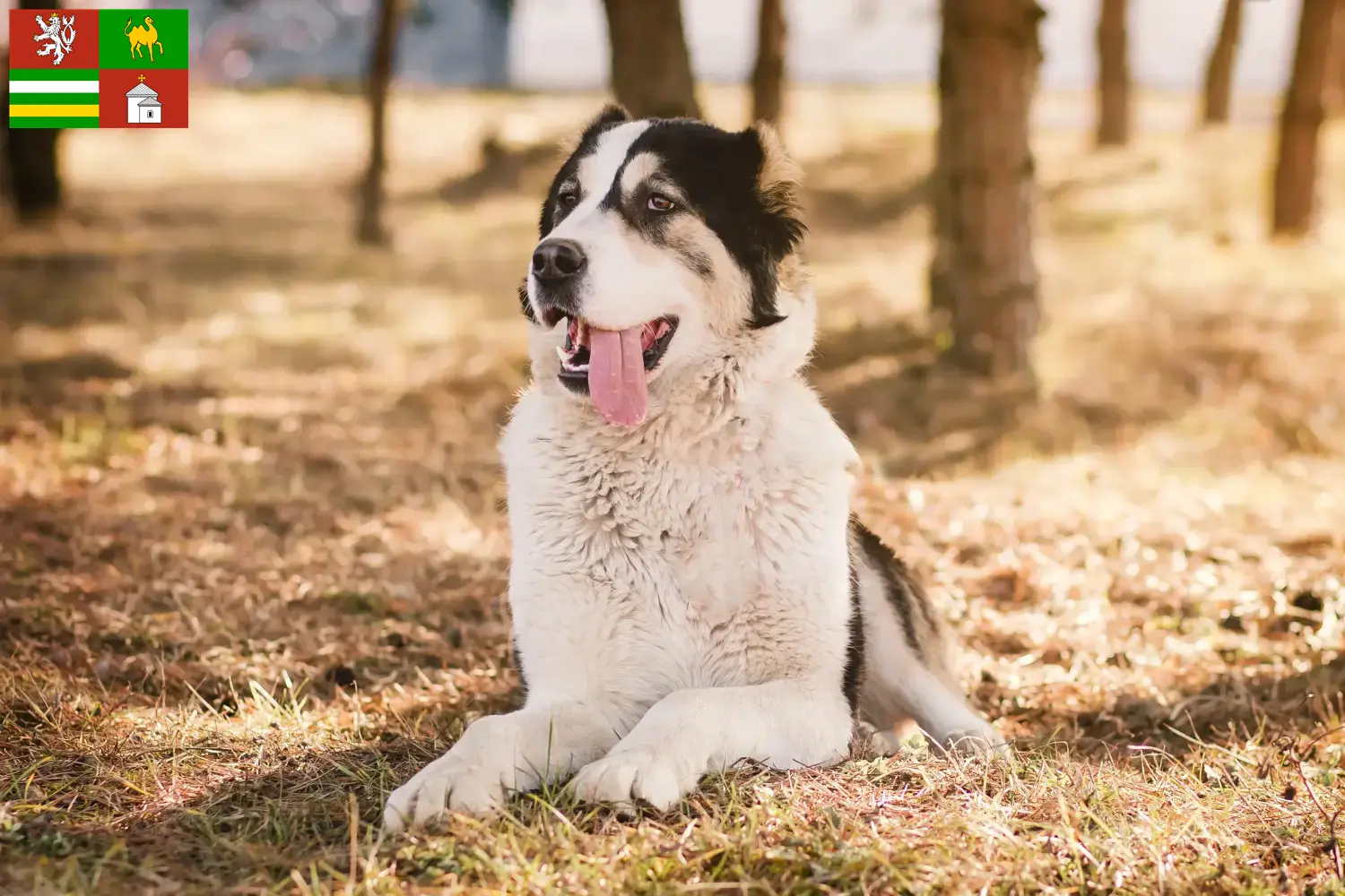 Read more about the article Central Asian Shepherd Dog breeder and puppies in Pilsen