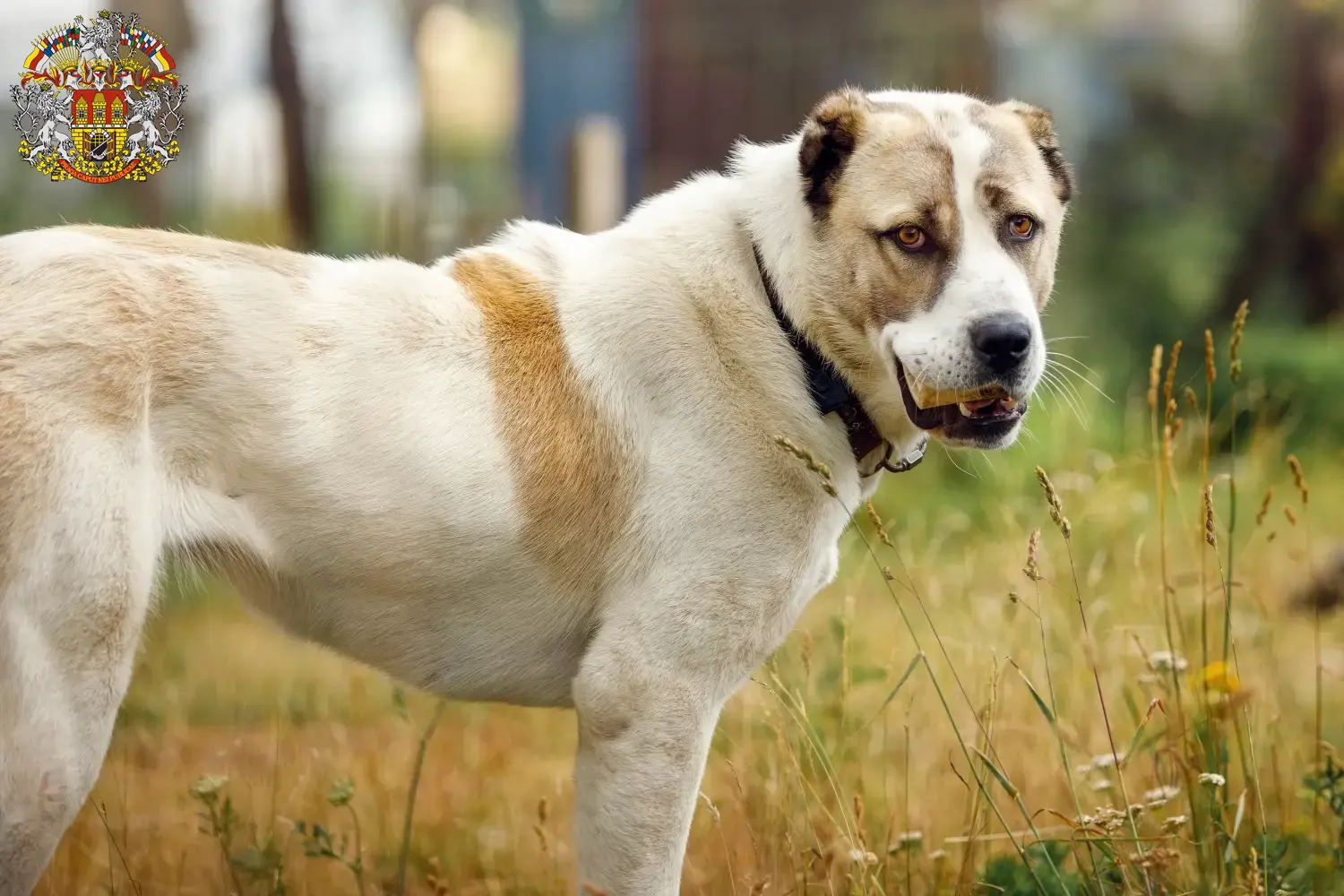 Read more about the article Central Asian Shepherd Dog Breeder and Puppies in Prague