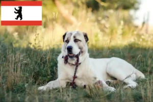 Read more about the article Central Asian Shepherd Dog Breeder and Puppies in Berlin