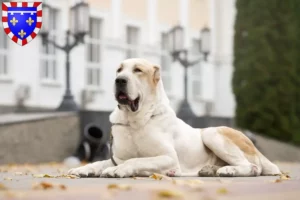 Read more about the article Central Asian Shepherd Dog breeder and puppies in Centre-Val de Loire