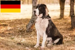 Read more about the article Central Asian Shepherd Dog breeders and puppies in Germany