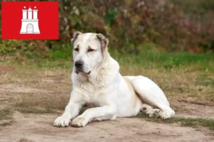 Read more about the article Central Asian Shepherd Dog Breeder and Puppies in Hamburg