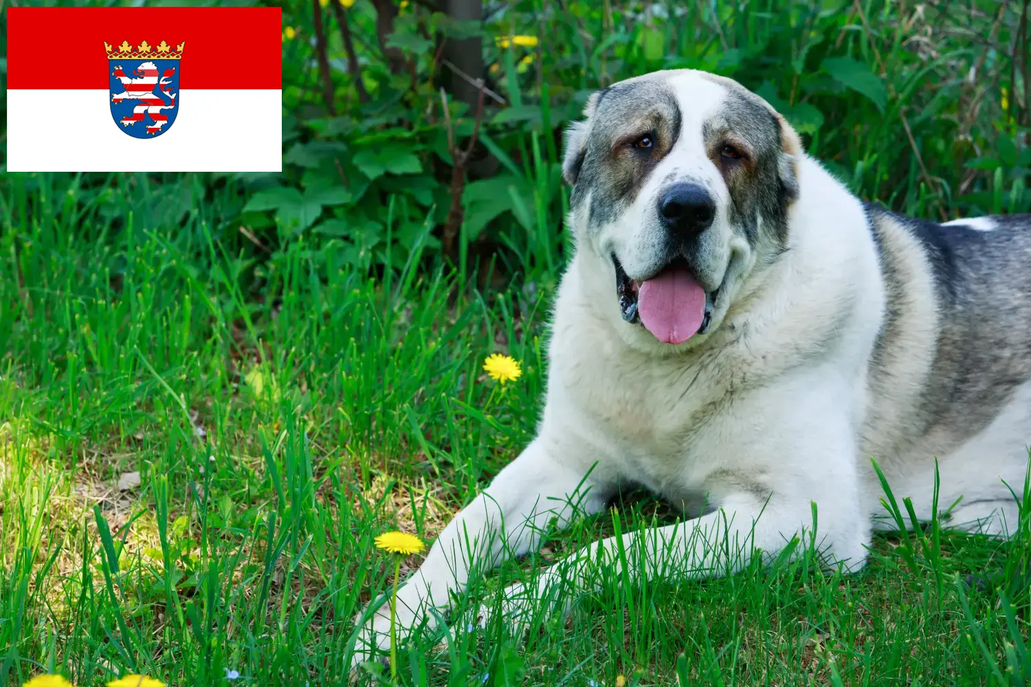 Read more about the article Central Asian Shepherd Dog Breeder and Puppies in Hessen