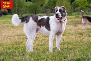 Read more about the article Central Asian Shepherd breeders and puppies in Normandy