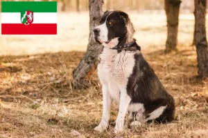 Read more about the article Central Asian Shepherd Dog breeders and puppies in North Rhine-Westphalia