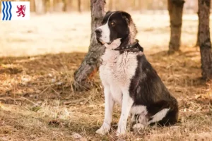 Read more about the article Central Asian Shepherd breeders and puppies in Nouvelle-Aquitaine