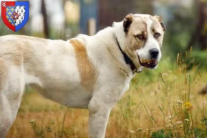 Read more about the article Central Asian Shepherd breeders and puppies in Pays de la Loire