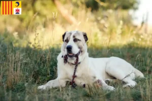 Read more about the article Central Asian Shepherd breeders and puppies in Provence-Alpes-Côte d’Azur