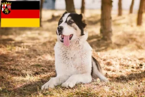 Read more about the article Central Asian Shepherd Dog Breeder and Puppies in Rhineland-Palatinate