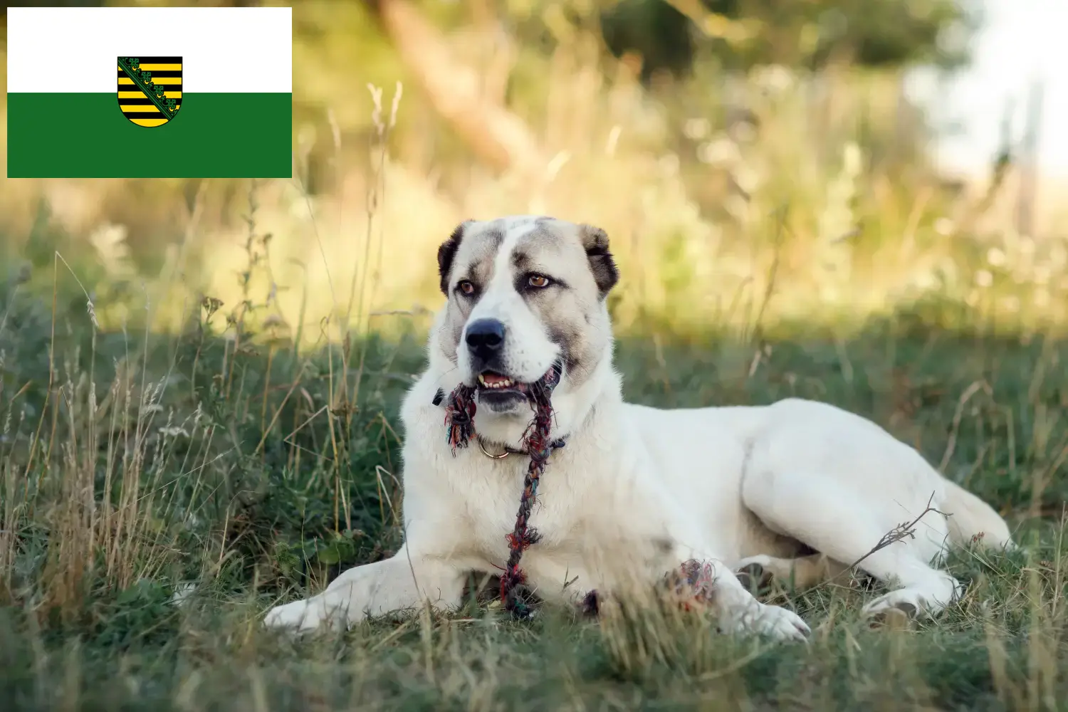 Read more about the article Central Asian Shepherd Dog Breeder and Puppies in Saxony