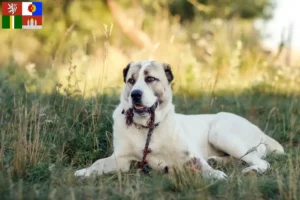 Read more about the article Central Asian Shepherd Dog breeder and puppies in South Bohemia