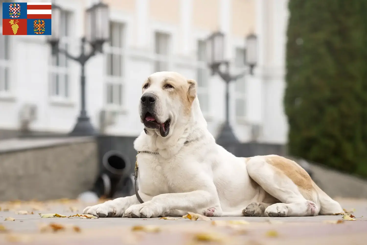 Read more about the article Central Asian Shepherd breeders and puppies in South Moravia