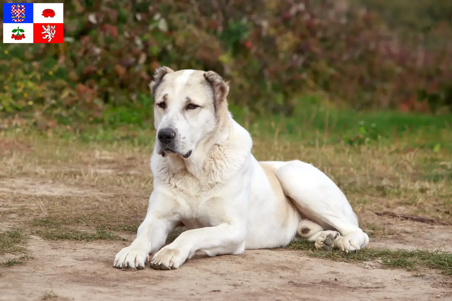 Read more about the article Central Asian Shepherd Dog breeder and puppies in Vysočina