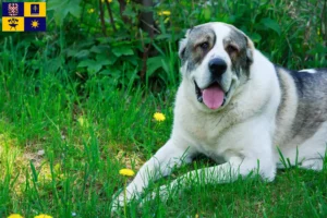 Read more about the article Central Asian Shepherd Dog breeder and puppies in Zlín