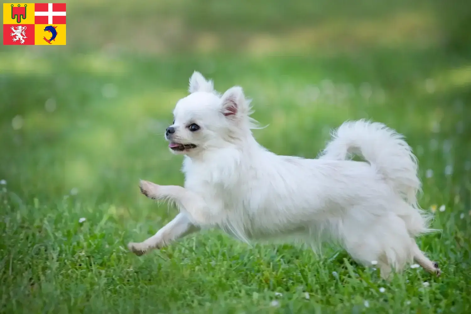 Read more about the article Chihuahua breeders and puppies in Auvergne-Rhône-Alpes