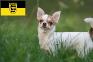 Read more about the article Chihuahua breeders and puppies in Baden-Württemberg