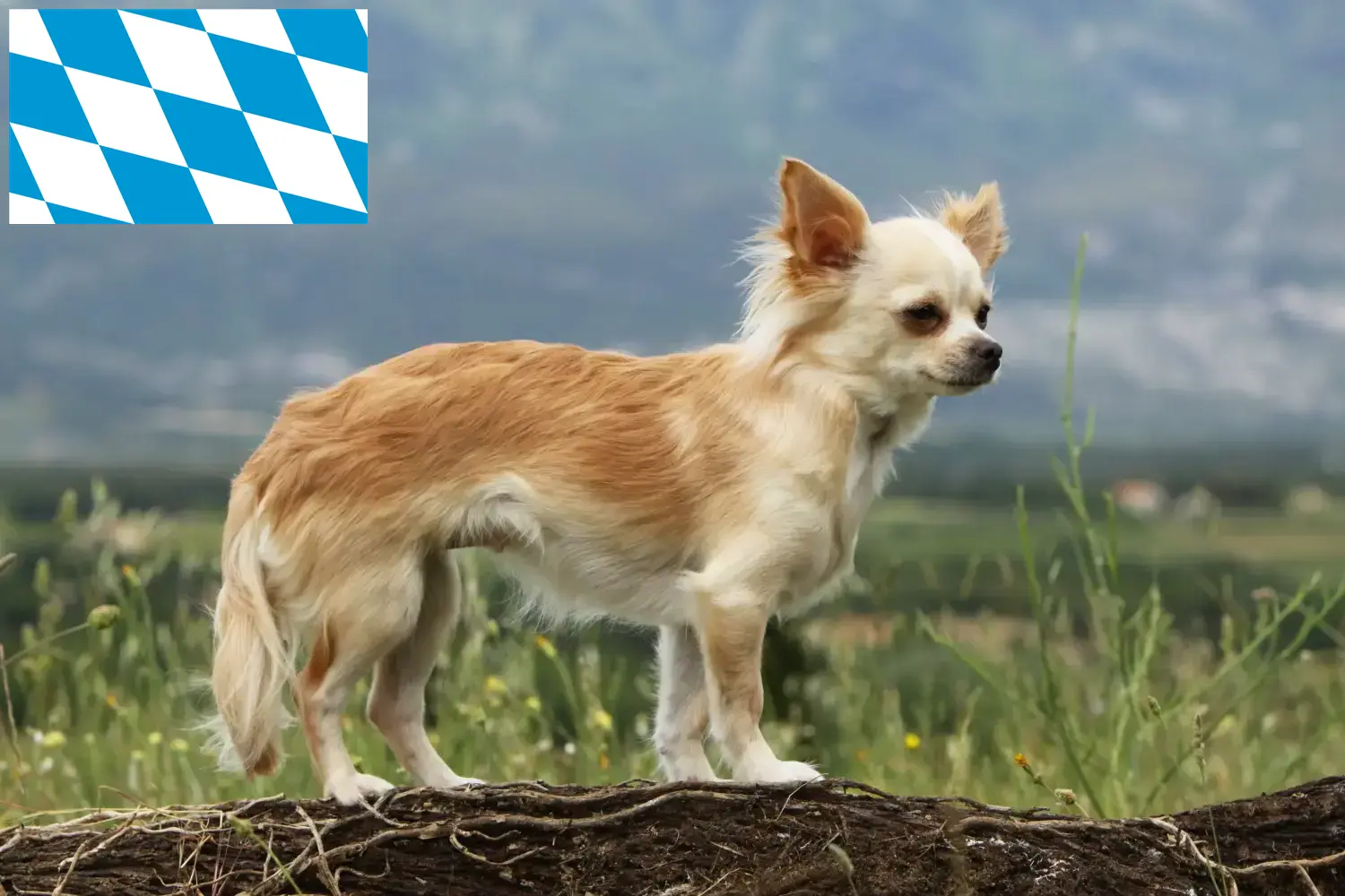 Read more about the article Chihuahua breeders and puppies in Bavaria