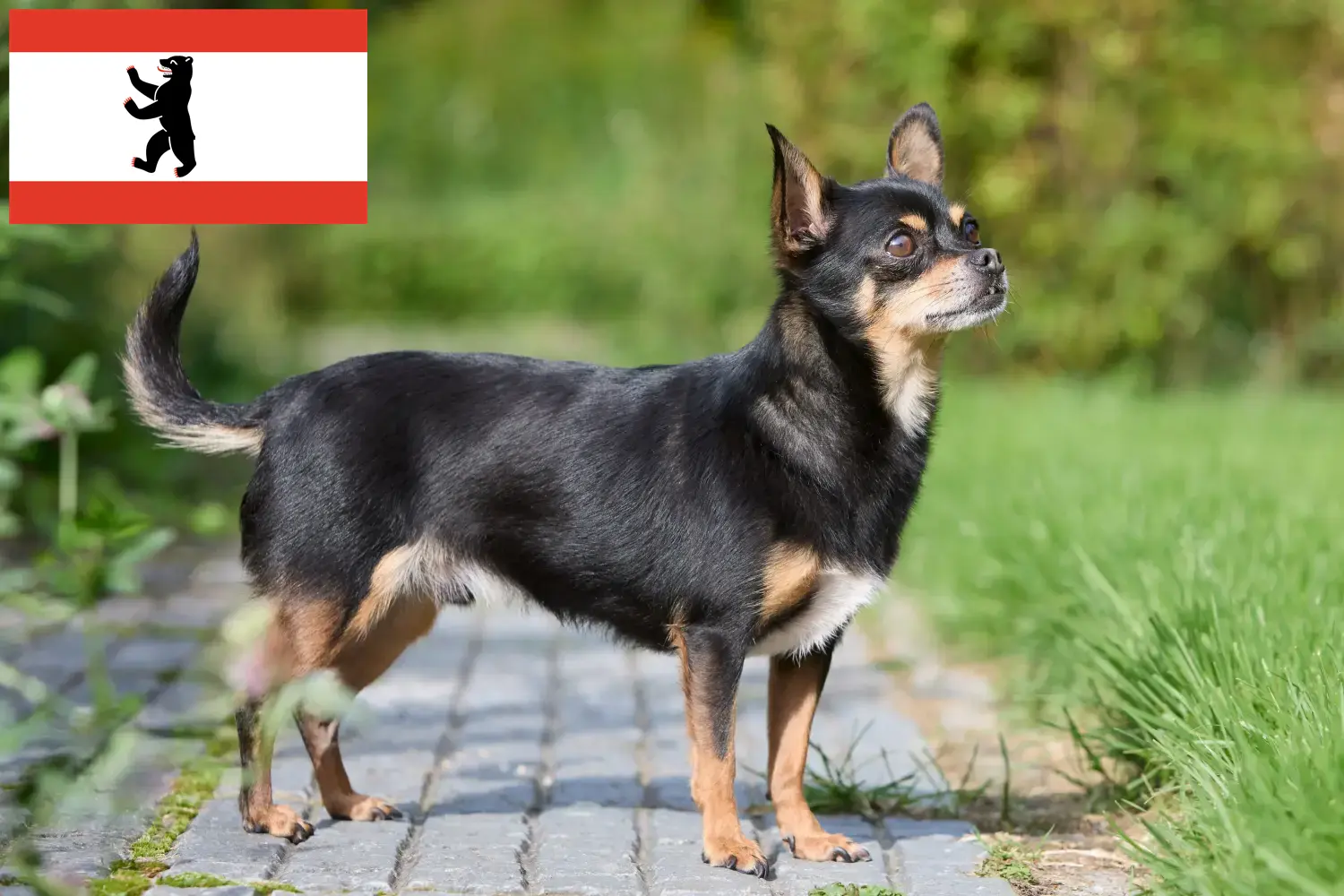 Read more about the article Chihuahua breeders and puppies in Berlin