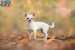 Read more about the article Chihuahua breeders and puppies in Bourgogne-Franche-Comté