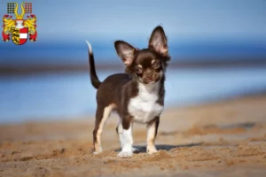 Read more about the article Chihuahua breeders and puppies in Carinthia
