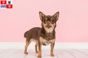 Read more about the article Chihuahua breeders and puppies in Central Bohemia