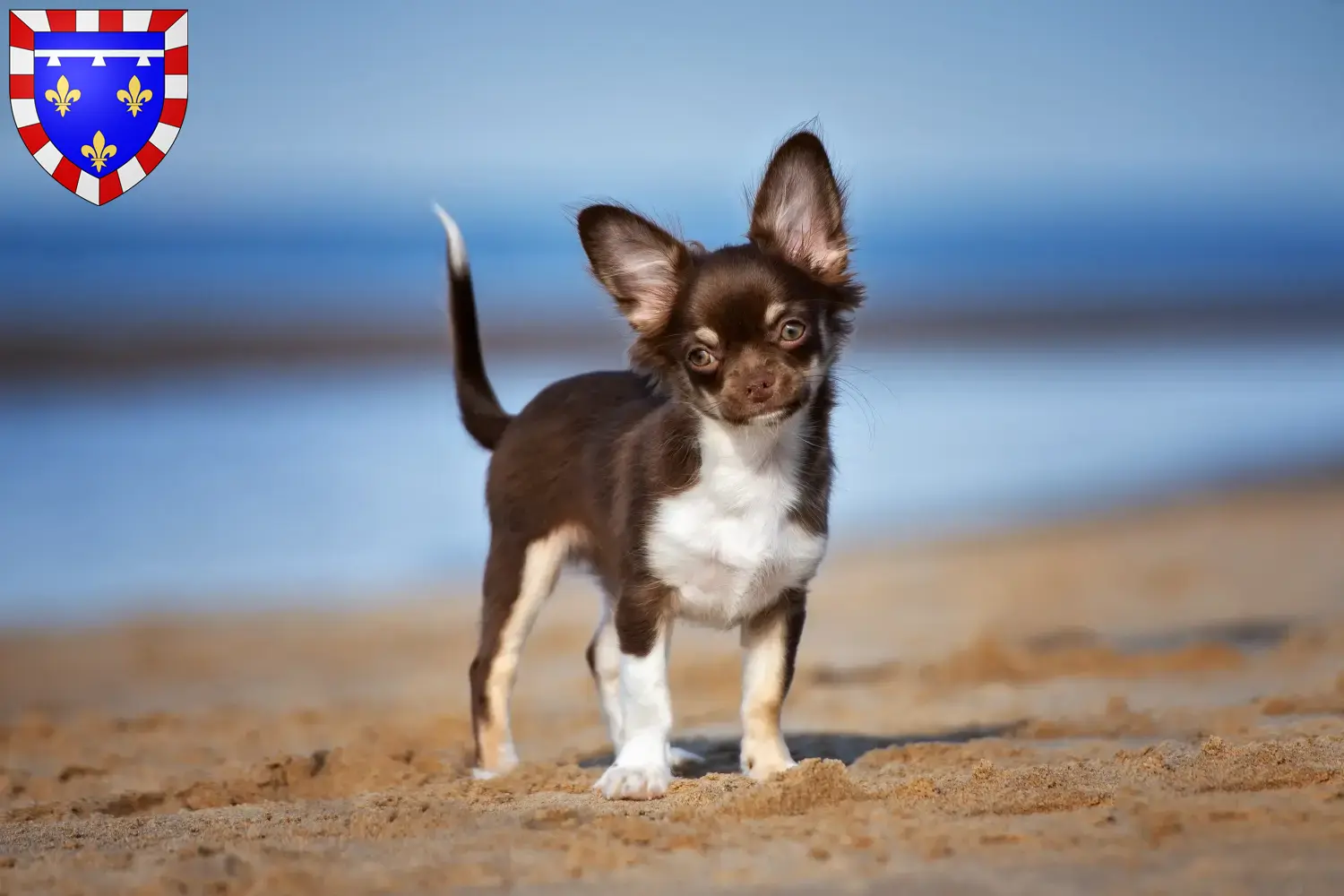 Read more about the article Chihuahua breeders and puppies in Centre-Val de Loire