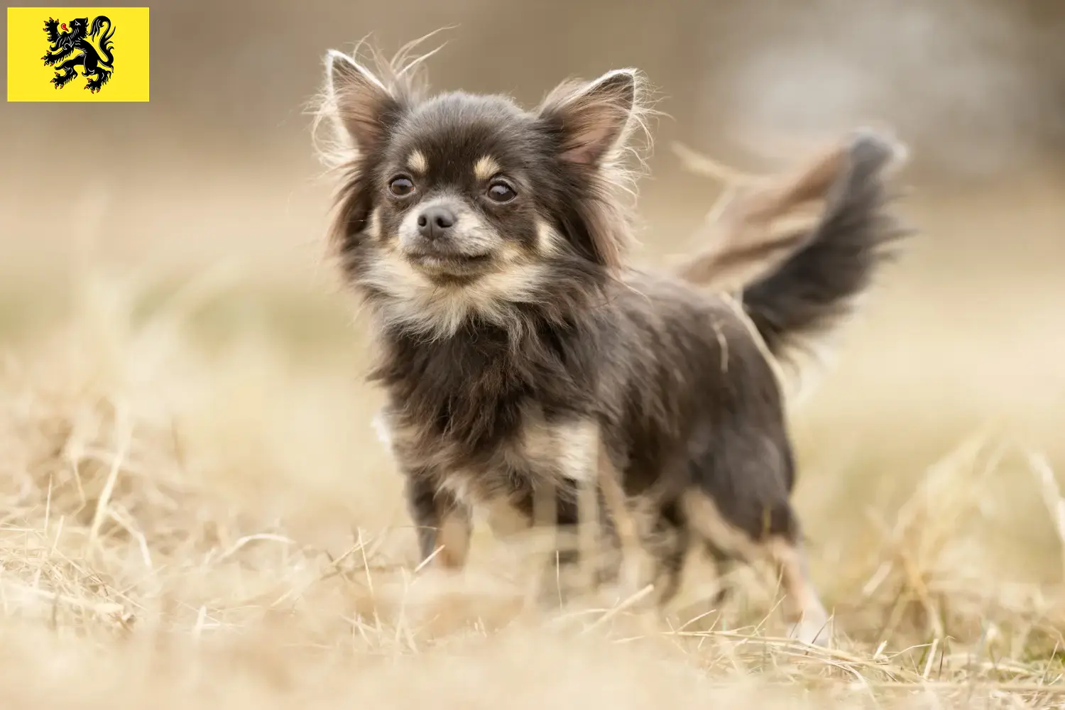 Read more about the article Chihuahua breeders and puppies in Flanders