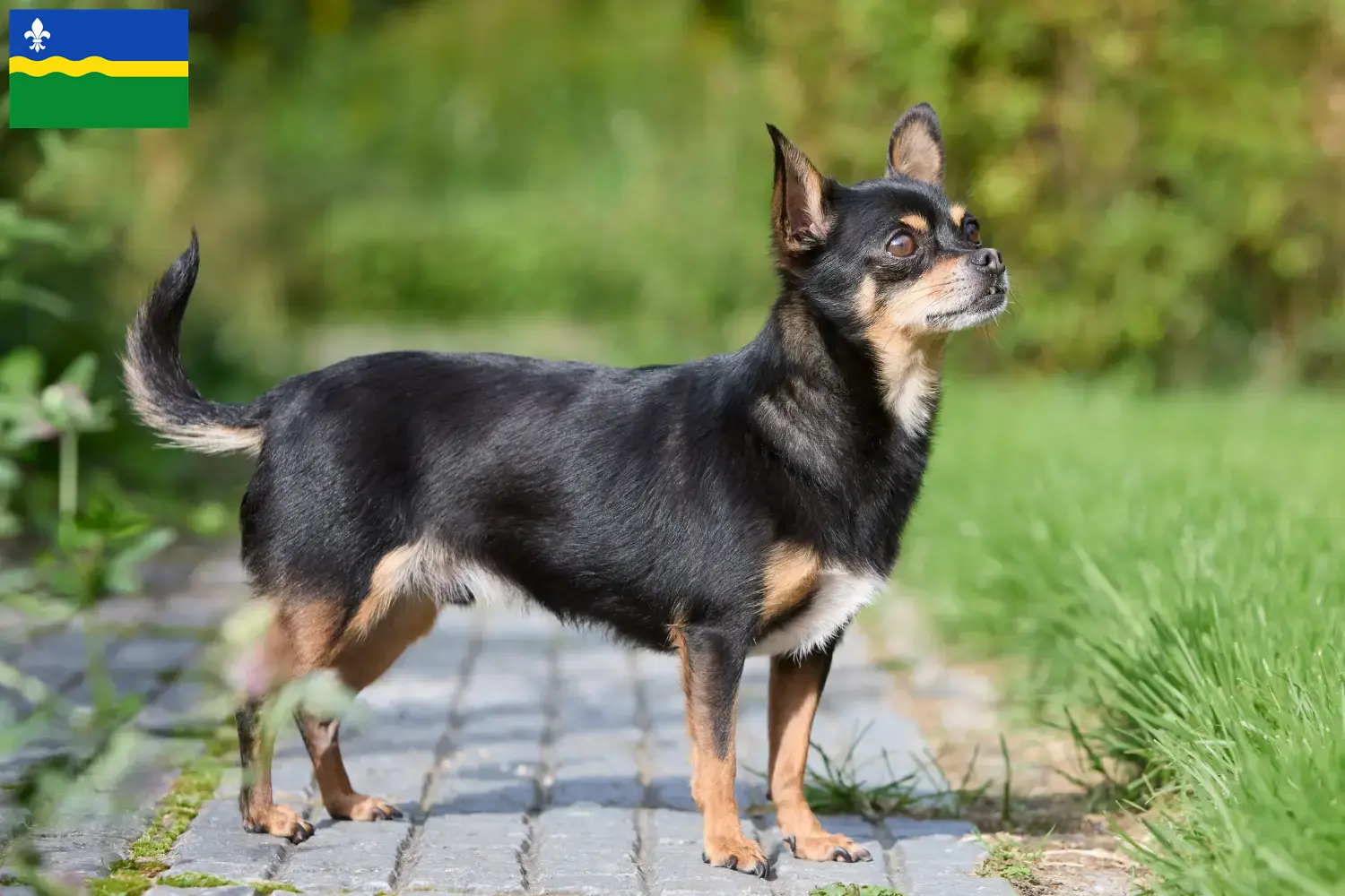 Read more about the article Chihuahua breeders and puppies in Flevoland