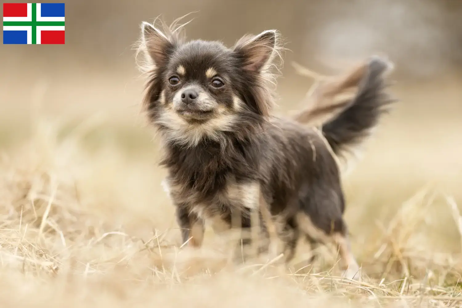 Read more about the article Chihuahua breeders and puppies in Groningen