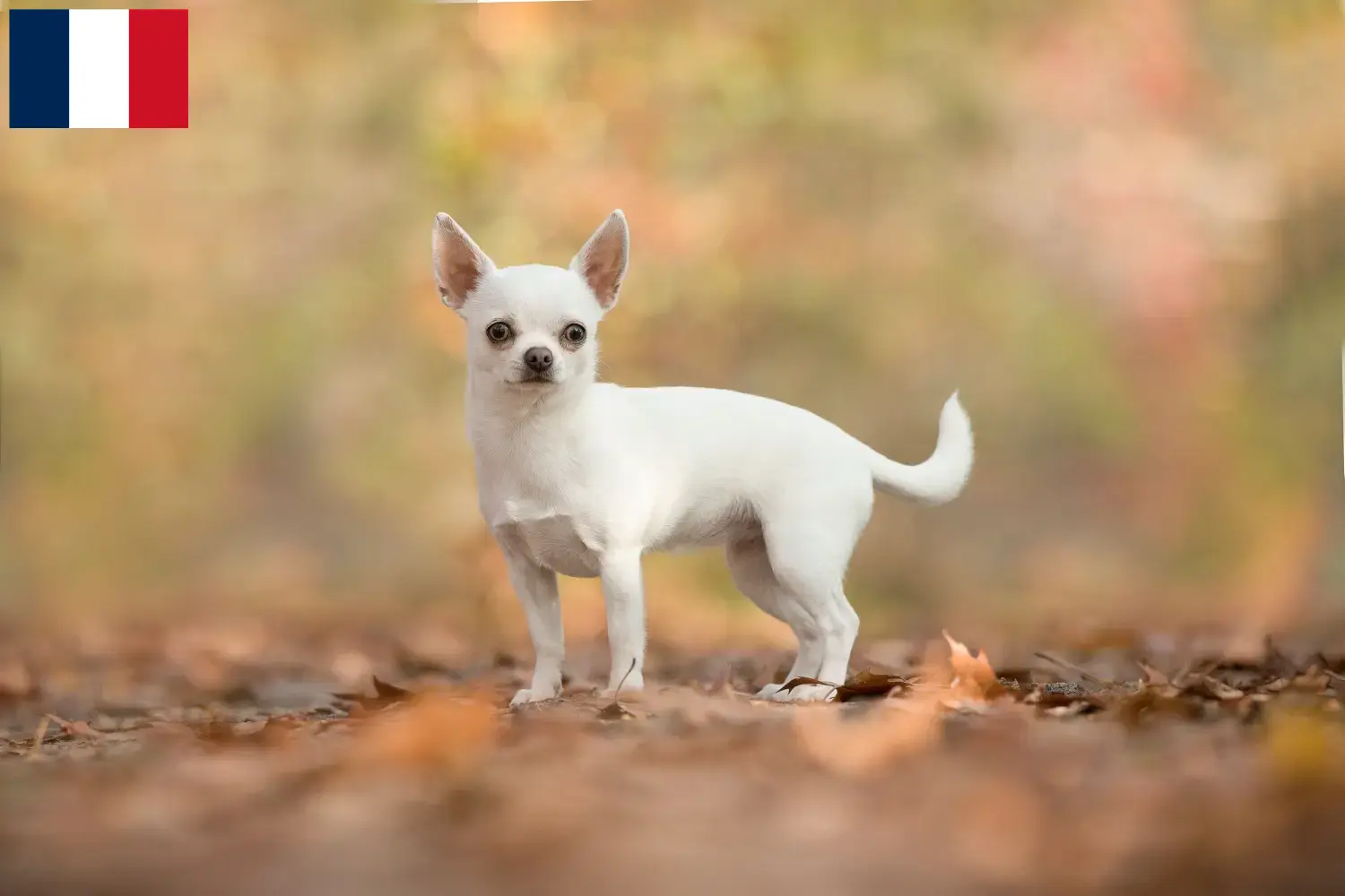 Read more about the article Chihuahua breeders and puppies in Guadeloupe