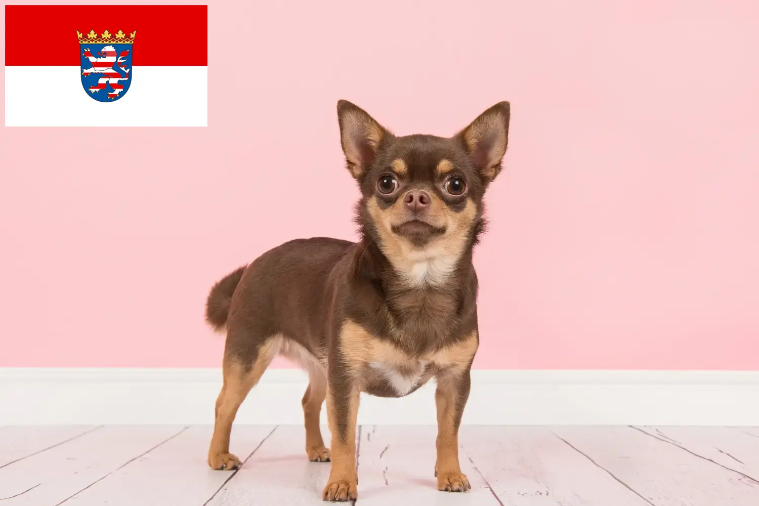 Read more about the article Chihuahua breeders and puppies in Hessen