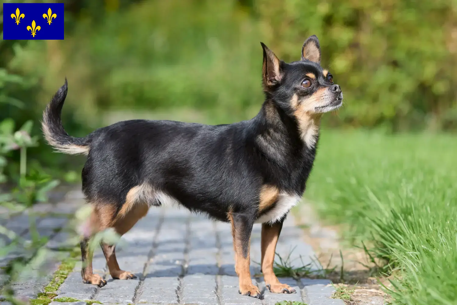 Read more about the article Chihuahua breeders and puppies in Île-de-France