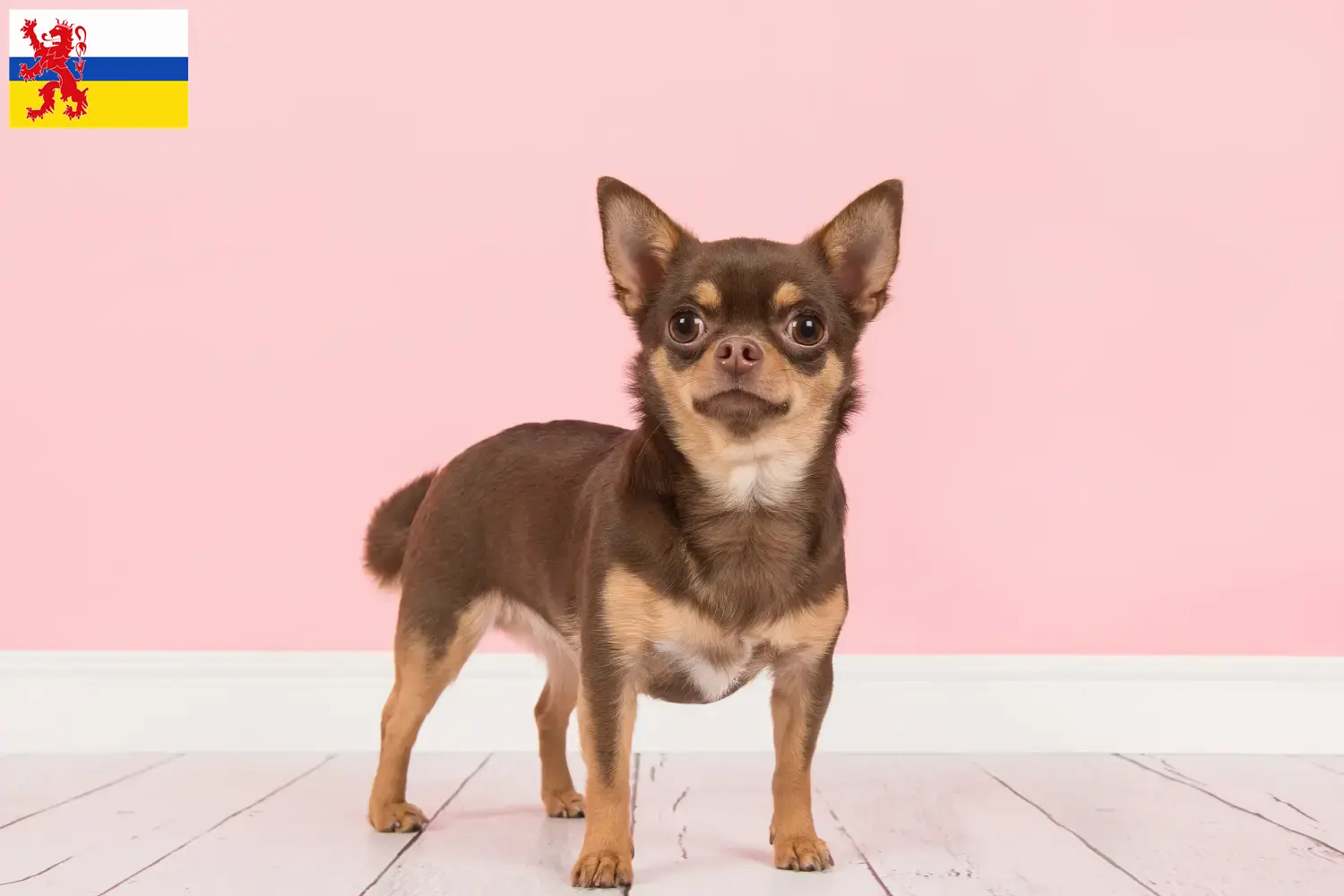 Read more about the article Chihuahua breeders and puppies in Limburg