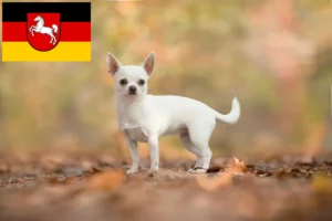 Read more about the article Chihuahua breeders and puppies in Lower Saxony