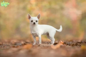 Read more about the article Chihuahua breeders and puppies in Midtjylland